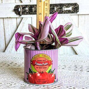 Trader Joe's 3" Mini Can Planter w/ Foliage